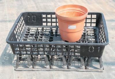 翌年以降も花を咲かせるために必見！【クリスマスローズ】植えつけ後の管理のポイント（サムネイル画像10）