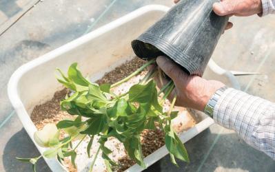 狭いスペースでもOK！ 鉢植えで育てる【クリスマスローズ】。開花株の植えつけ方は？（サムネイル画像9）