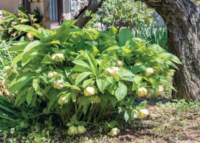 翌年以降も花を咲かせるために必見！【クリスマスローズ】植えつけ後の管理のポイント（サムネイル画像）