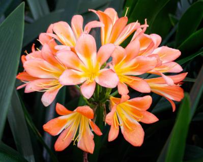 クンシラン（サムネイル画像）