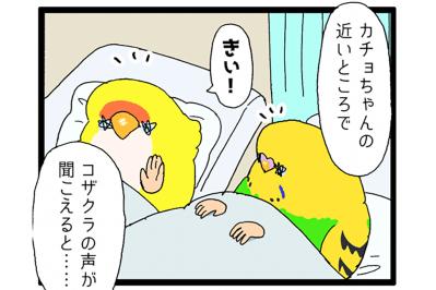 カチョ入院中から思い合う2羽！退院＆再会のゴルカチョに大感動【鳥マンガ #198】