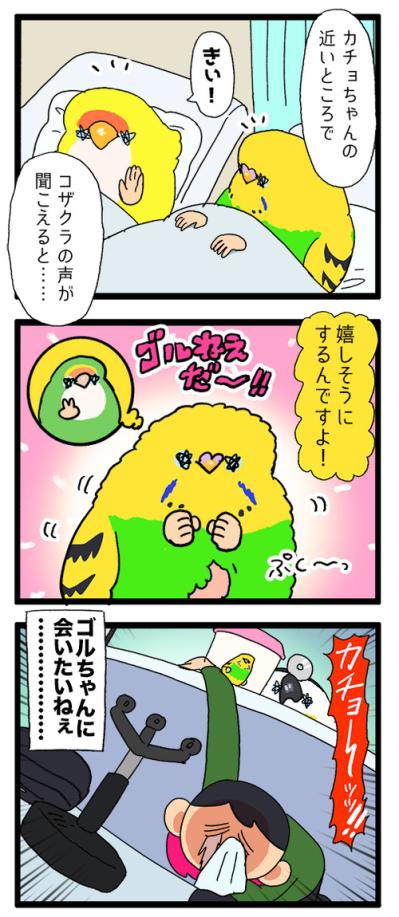 カチョ入院中から思い合う2羽！退院＆再会のゴルカチョに大感動【鳥マンガ #198】（サムネイル画像5）