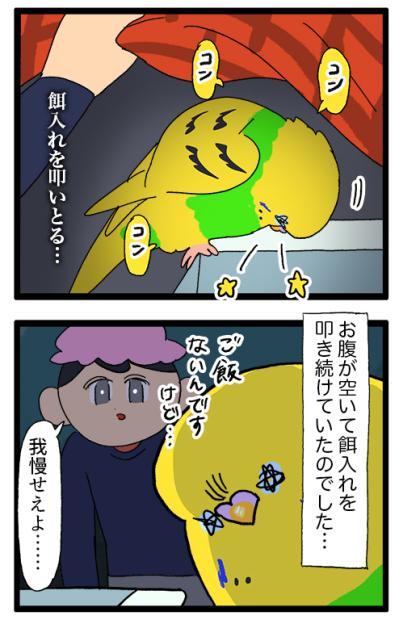 インコのカチョ元気いっぱい！放鳥できなかった翌朝のスピードが1.5倍速【鳥マンガ #202】（サムネイル画像5）