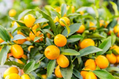 【ガーデニングQ＆A】地植えのキンカンに実をならせるにはどうすればいい？ 正しい剪定方法は？