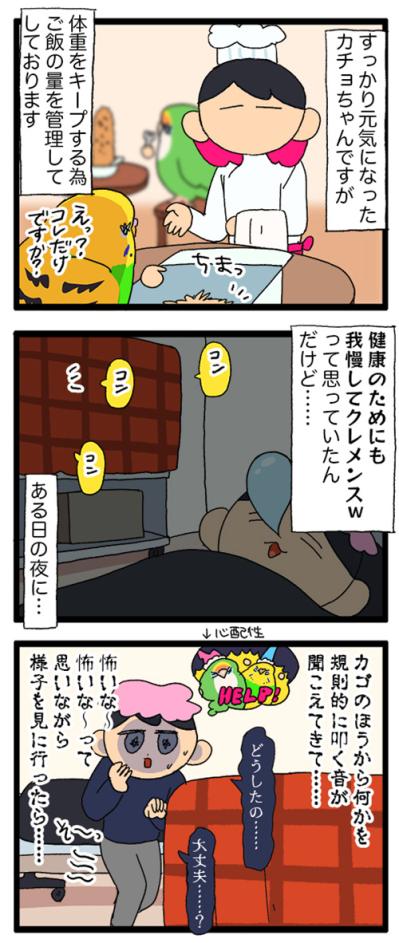 インコのカチョ元気いっぱい！放鳥できなかった翌朝のスピードが1.5倍速【鳥マンガ #202】（サムネイル画像4）