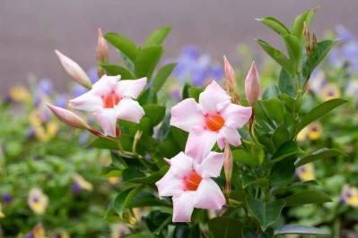 【ガーデニングQ＆A】サンパラソルの葉が黄色くなり、黒い斑点も…。元気を取り戻すにはどうすればいい？