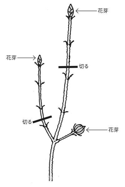 【ガーデニングQ＆A】剪定後に花が咲きづらくなったハナミズキ。再びきれいな花を咲かせることはできる？（サムネイル画像2）