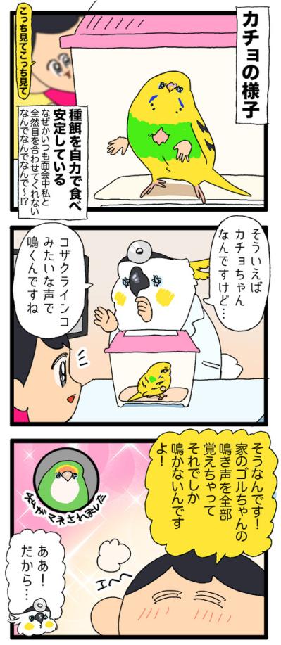 カチョ入院中から思い合う2羽！退院＆再会のゴルカチョに大感動【鳥マンガ #198】（サムネイル画像4）