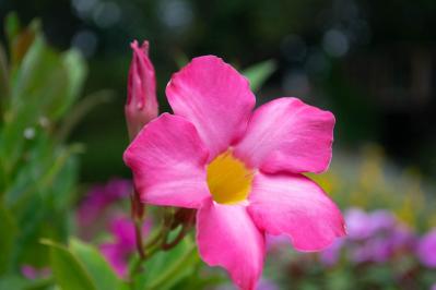 サンパラソル（サムネイル画像）