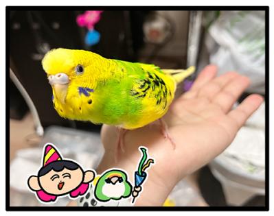 カチョ入院中から思い合う2羽！退院＆再会のゴルカチョに大感動【鳥マンガ #198】（サムネイル画像6）