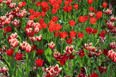 チューリップ（サムネイル画像）