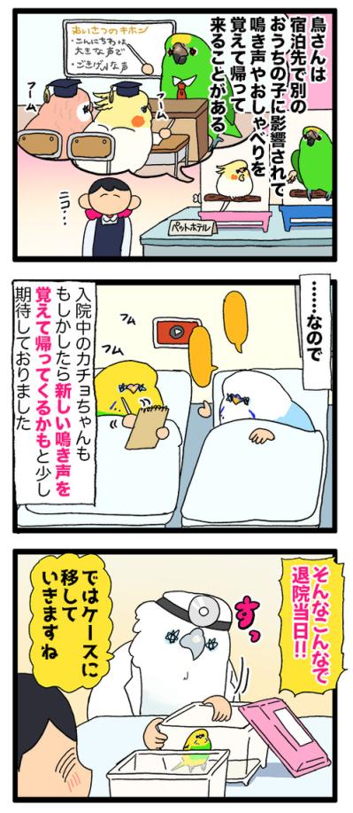 退院したセキセイインコ・カチョ。新たな声真似習得に飼い主も「ヒエッ」！【鳥マンガ #199】（サムネイル画像4）