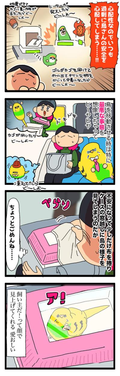 退院したセキセイインコ・カチョ。新たな声真似習得に飼い主も「ヒエッ」！【鳥マンガ #199】（サムネイル画像6）