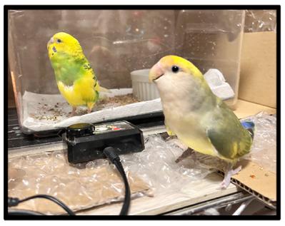 カチョ入院中から思い合う2羽！退院＆再会のゴルカチョに大感動【鳥マンガ #198】（サムネイル画像8）