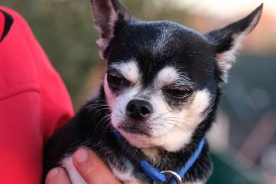 簡単スタート！わんこのための薬膳基礎知識：おすすめ食材と避けたいNG食材リスト（サムネイル画像11）