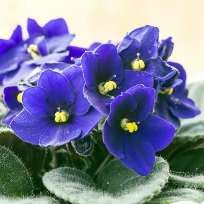 寒さに強い「青い花」10選で、冬のガーデニングをもっと楽しむ。初心者向け・植えっぱなしも！（サムネイル画像5）