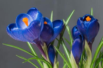 寒さに強い「青い花」10選で、冬のガーデニングをもっと楽しむ。初心者向け・植えっぱなしも！（サムネイル画像15）