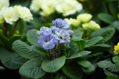 寒さに強い「青い花」10選で、冬のガーデニングをもっと楽しむ。初心者向け・植えっぱなしも！（サムネイル画像13）