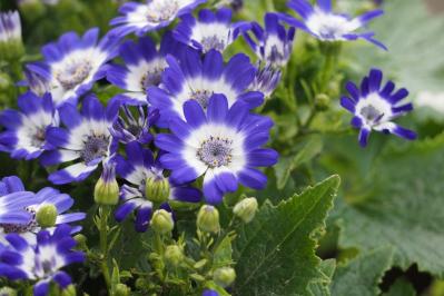 寒さに強い「青い花」10選で、冬のガーデニングをもっと楽しむ。初心者向け・植えっぱなしも！（サムネイル画像10）