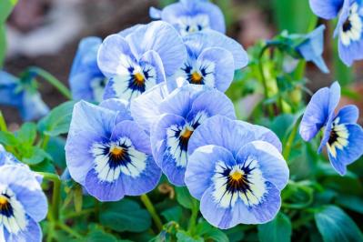 寒さに強い「青い花」10選で、冬のガーデニングをもっと楽しむ。初心者向け・植えっぱなしも！（サムネイル画像7）