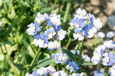 寒さに強い「青い花」10選で、冬のガーデニングをもっと楽しむ。初心者向け・植えっぱなしも！（サムネイル画像9）