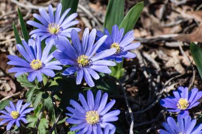 寒さに強い「青い花」10選で、冬のガーデニングをもっと楽しむ。初心者向け・植えっぱなしも！（サムネイル画像3）