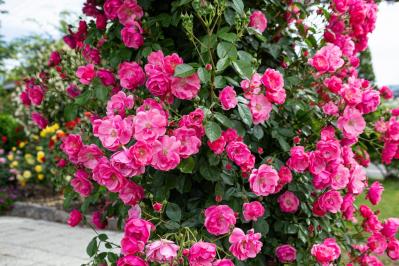 つるバラ剪定と誘引のコツ！バレンタインデーまでに済ませたい基本手順【ガーデニング】（サムネイル画像6）