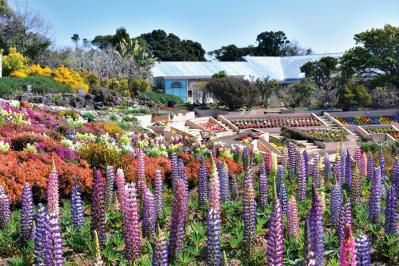 2月から見頃がスタート！ 5月下旬まで花が次々と咲く【伊豆の花の絶景】2選（サムネイル画像4）