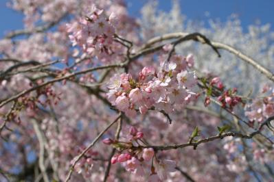 2月から見頃がスタート！ 5月下旬まで花が次々と咲く【伊豆の花の絶景】2選（サムネイル画像3）