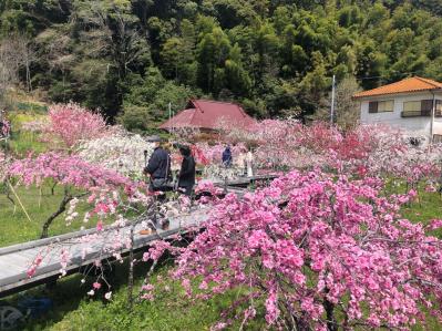 椿、桃、つつじの花が2〜4月に鮮やかに咲き誇る【伊豆の花の絶景】2選（サムネイル画像5）