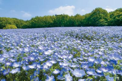 花好き必見！ 東京ドーム65個分の広さ【国営武蔵丘陵森林公園】の2〜5月のフラワーリレー（サムネイル画像2）
