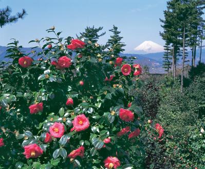 椿、桃、つつじの花が2〜4月に鮮やかに咲き誇る【伊豆の花の絶景】2選（サムネイル画像2）
