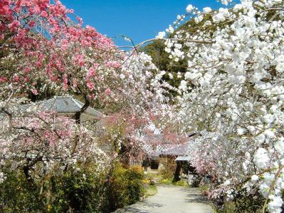 椿、桃、つつじの花が2〜4月に鮮やかに咲き誇る【伊豆の花の絶景】2選（サムネイル画像4）