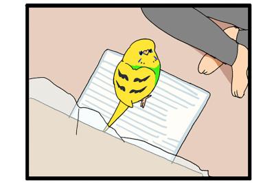 かわいいインコのおしり！もふもふありがとう【鳥マンガ#205】