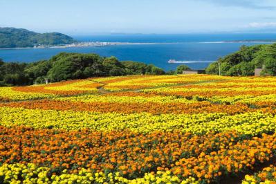 海と春から夏まで咲き誇る花々のコラボが楽しい【海辺の花の絶景】2選