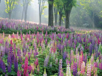 花好き必見！ 東京ドーム65個分の広さ【国営武蔵丘陵森林公園】の2〜5月のフラワーリレー（サムネイル画像5）