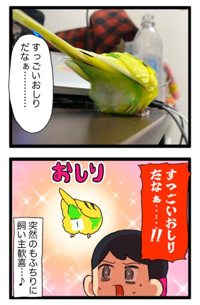 かわいいインコのおしり！もふもふありがとう【鳥マンガ#205】（サムネイル画像6）