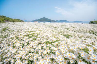 海と春から夏まで咲き誇る花々のコラボが楽しい【海辺の花の絶景】2選（サムネイル画像2）
