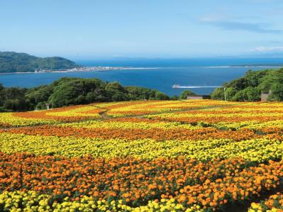 海と春から夏まで咲き誇る花々のコラボが楽しい【海辺の花の絶景】2選（サムネイル画像4）