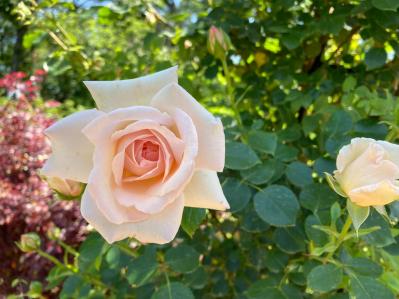 花好き必見！ 東京ドーム65個分の広さ【国営武蔵丘陵森林公園】の2〜5月のフラワーリレー（サムネイル画像8）