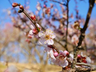 花好き必見！ 東京ドーム65個分の広さ【国営武蔵丘陵森林公園】の2〜5月のフラワーリレー（サムネイル画像4）