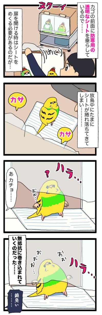 かわいいインコのおしり！もふもふありがとう【鳥マンガ#205】（サムネイル画像4）