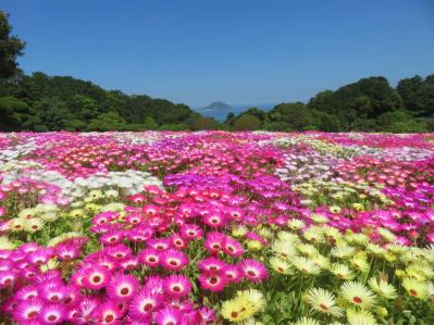 海と春から夏まで咲き誇る花々のコラボが楽しい【海辺の花の絶景】2選（サムネイル画像5）