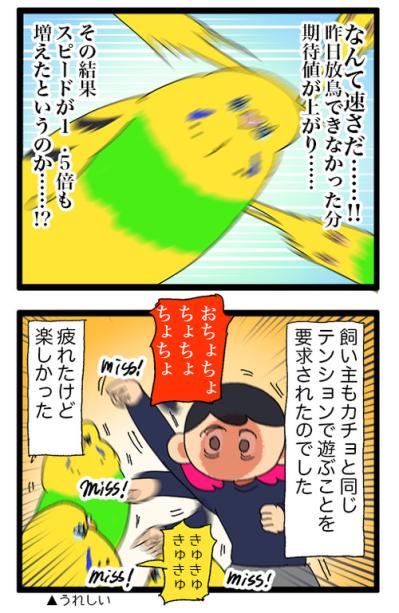 インコのカチョ元気いっぱい！放鳥できなかった翌朝のスピードが1.5倍速【鳥マンガ #202】（サムネイル画像7）