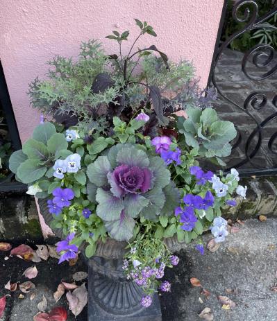 寒さに強い草花［5選］で作る冬の寄せ植え！初心者でも簡単、見栄えの秘訣とは【ガーデニング】（サムネイル画像8）