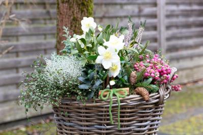 寒さに強い草花［5選］で作る冬の寄せ植え！初心者でも簡単、見栄えの秘訣とは【ガーデニング】（サムネイル画像10）