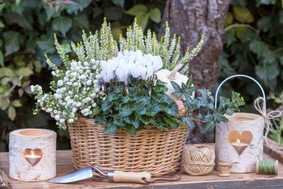 寒さに強い草花［5選］で作る冬の寄せ植え！初心者でも簡単、見栄えの秘訣とは【ガーデニング】（サムネイル画像5）