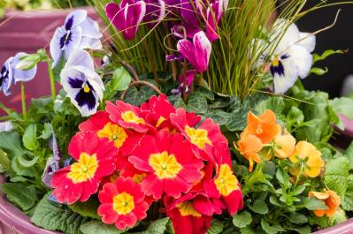 寒さに強い草花［5選］で作る冬の寄せ植え！初心者でも簡単、見栄えの秘訣とは【ガーデニング】（サムネイル画像6）