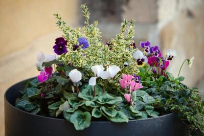 寒さに強い草花［5選］で作る冬の寄せ植え！初心者でも簡単、見栄えの秘訣とは【ガーデニング】（サムネイル画像7）