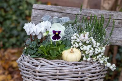 寒さに強い草花［5選］で作る冬の寄せ植え！初心者でも簡単、見栄えの秘訣とは【ガーデニング】（サムネイル画像3）